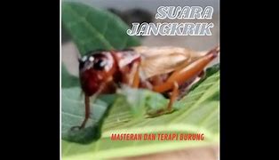 Suara Jangkrik Singkat Dan Jelas Lucu